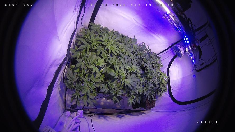 lemon z - cream caramel - kush mints ... Week 5