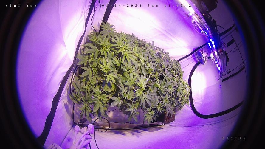 lemon z - cream caramel - kush mints ... Week 5