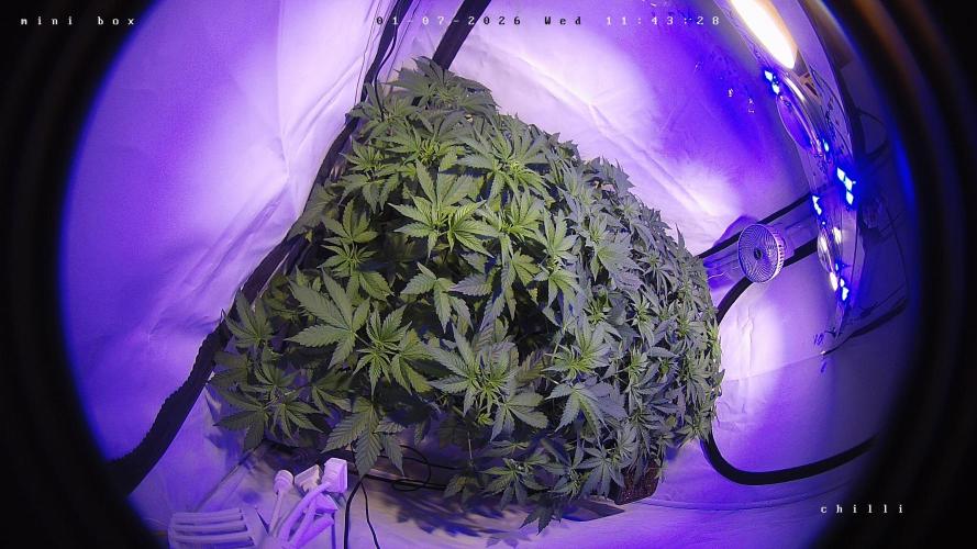 lemon z - cream caramel - kush mints ... Week 5