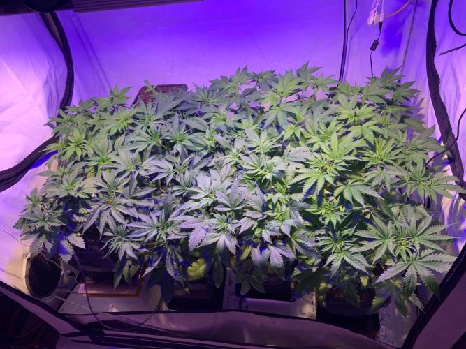 lemon z - cream caramel - kush mints ... Week 5