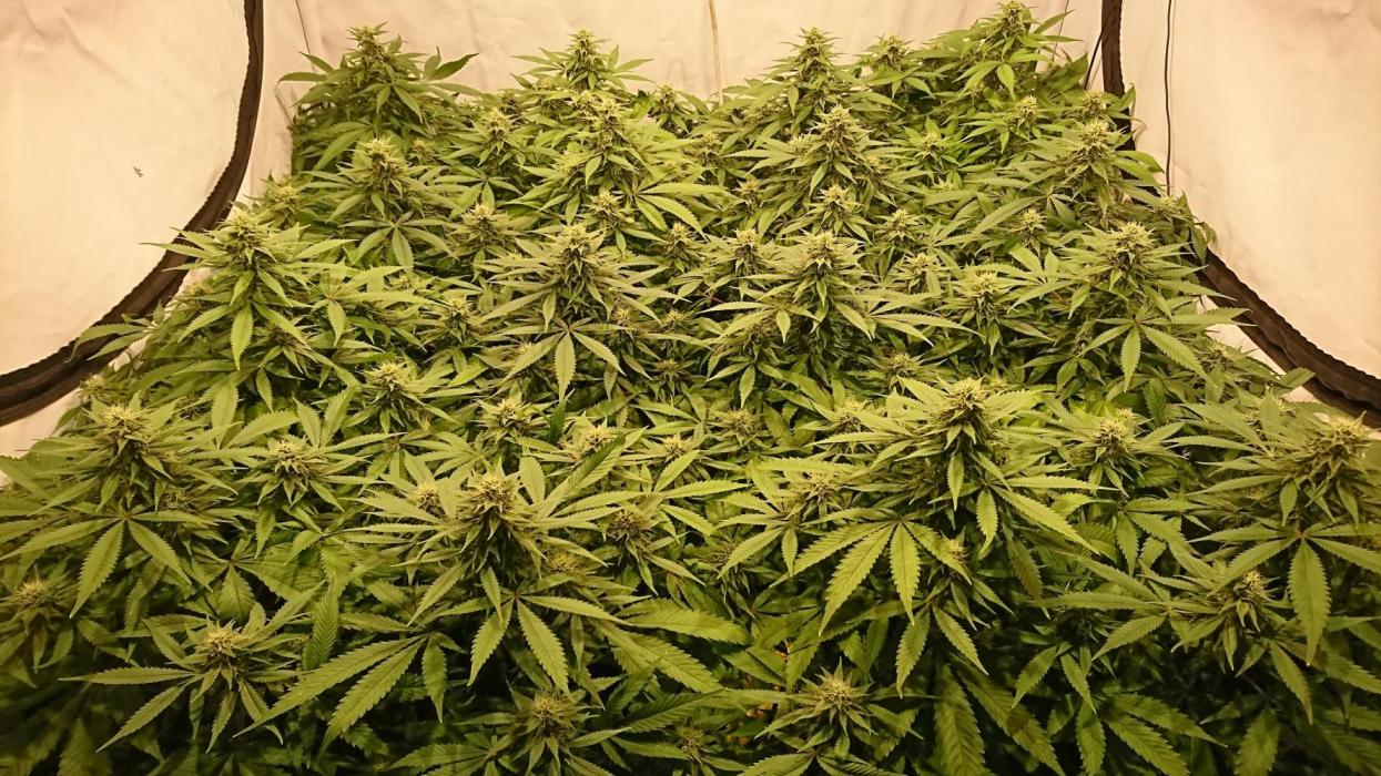 Ice - clones. Week 9