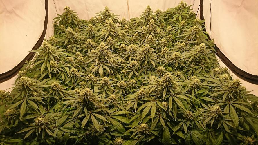 Ice - clones. Week 11