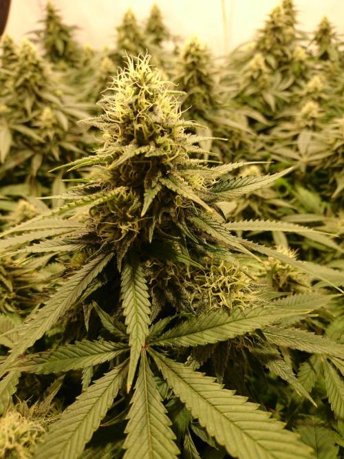 Ice - clones. Week 11
