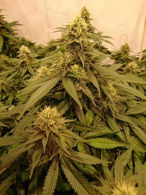 Ice - clones. Week 11