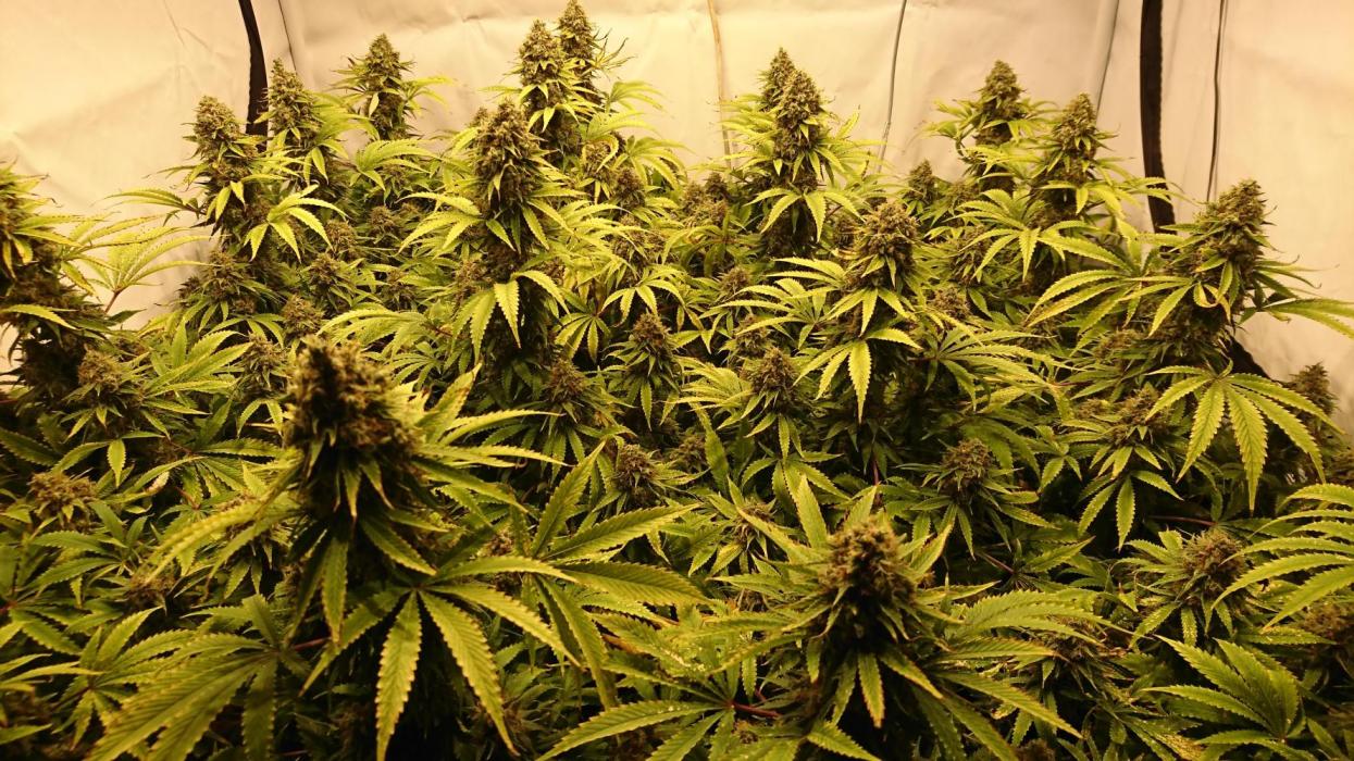 Jack Herer - clones. Week 15