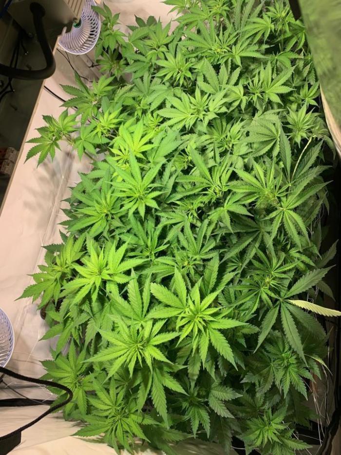 lemon z - cream caramel - kush mints ... Week 7