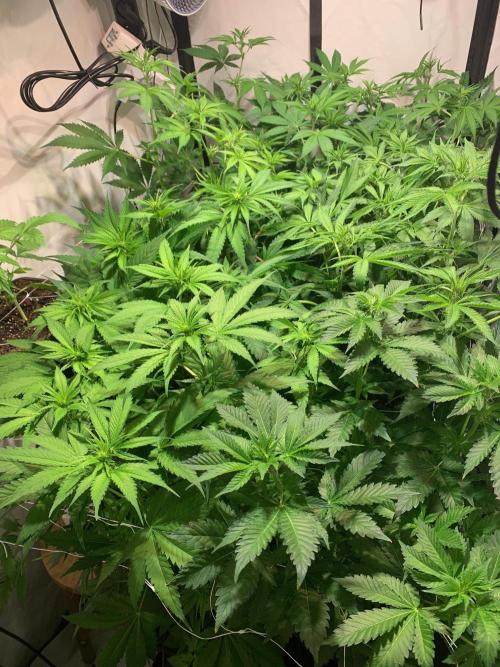 lemon z - cream caramel - kush mints ... Week 8