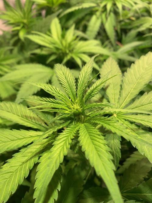 lemon z - cream caramel - kush mints ... Week 8