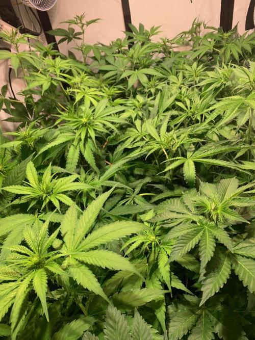 lemon z - cream caramel - kush mints ... Week 8