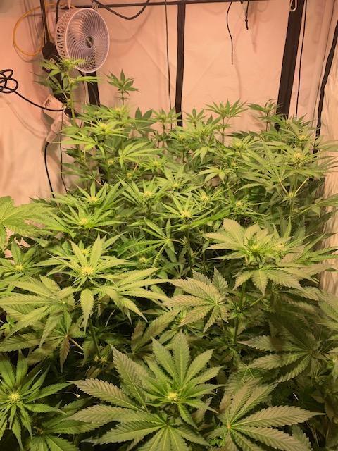 lemon z - cream caramel - kush mints ... Week 9