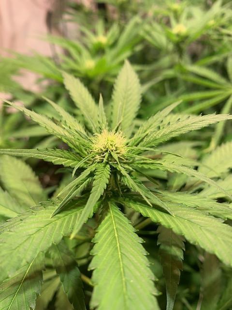 lemon z - cream caramel - kush mints ... Week 9
