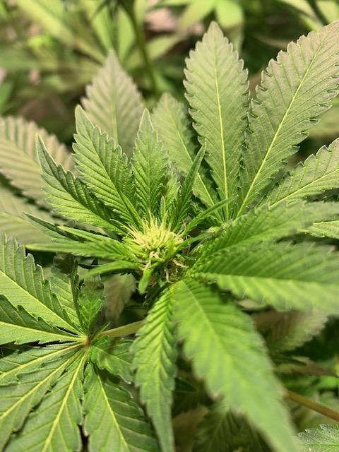 lemon z - cream caramel - kush mints ... Week 9