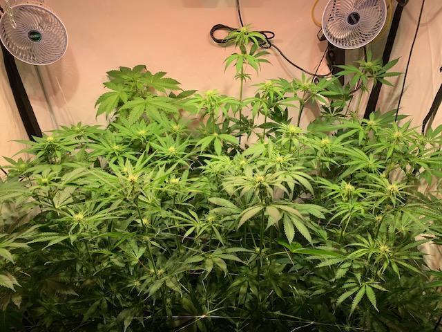 lemon z - cream caramel - kush mints ... Week 9