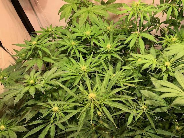 lemon z - cream caramel - kush mints ... Week 9
