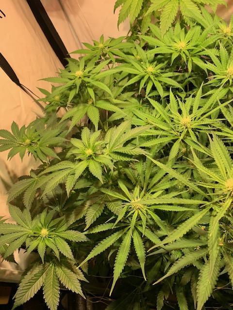 lemon z - cream caramel - kush mints ... Week 9