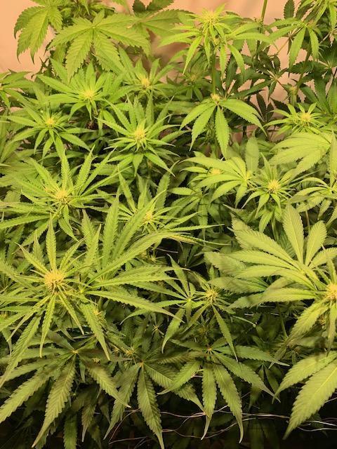 lemon z - cream caramel - kush mints ... Week 9