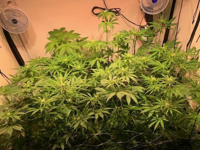 lemon z - cream caramel - kush mints ... Week 9