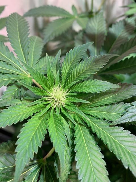 lemon z - cream caramel - kush mints ... Week 9