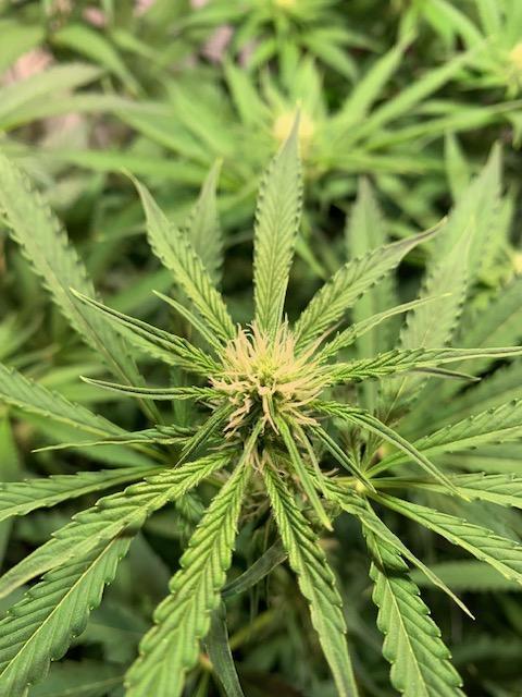 lemon z - cream caramel - kush mints ... Week 9