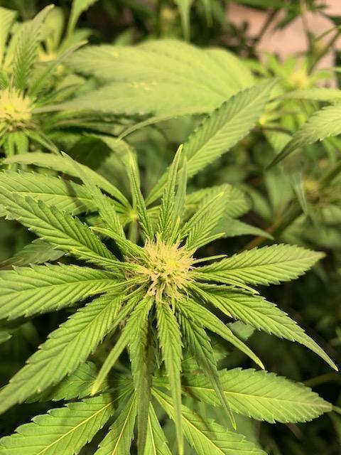 lemon z - cream caramel - kush mints ... Week 9