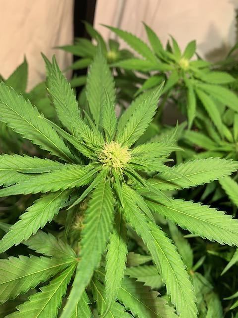 lemon z - cream caramel - kush mints ... Week 9