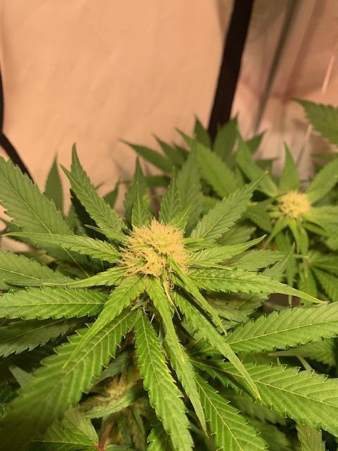 lemon z - cream caramel - kush mints ... Week 10