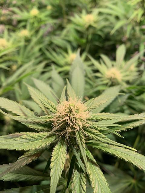 lemon z - cream caramel - kush mints ... Week 10