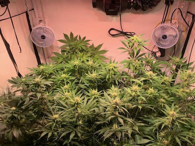 lemon z - cream caramel - kush mints ... Week 10