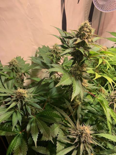 lemon z - cream caramel - kush mints ... Week 13