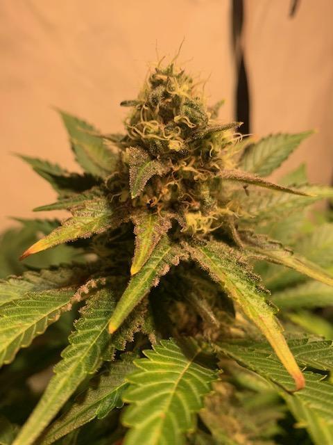 lemon z - cream caramel - kush mints ... Week 13