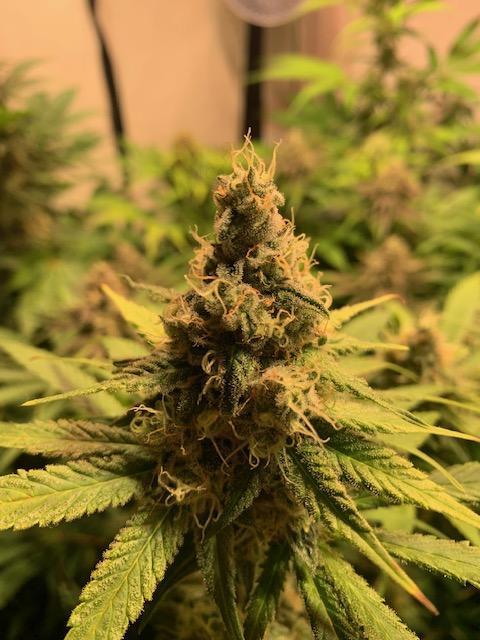 lemon z - cream caramel - kush mints ... Week 13