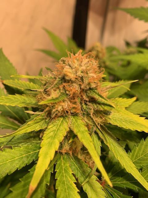lemon z - cream caramel - kush mints ... Week 13