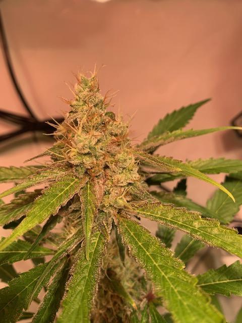 lemon z - cream caramel - kush mints ... Week 13