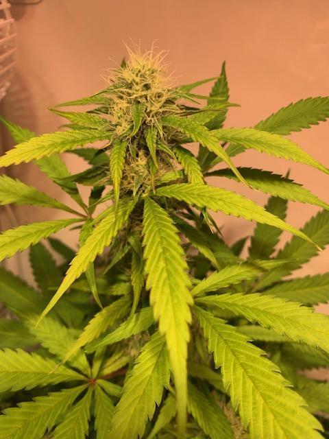 lemon z - cream caramel - kush mints ... Week 13