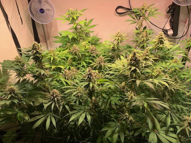 lemon z - cream caramel - kush mints ... Week 13