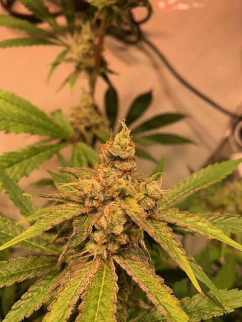 lemon z - cream caramel - kush mints ... Week 13