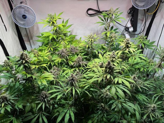 lemon z - cream caramel - kush mints ... Week 14