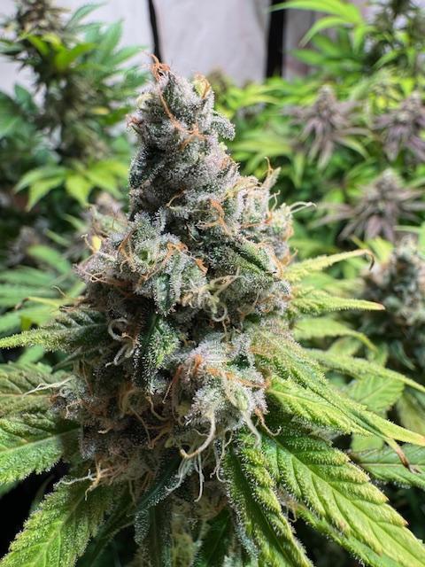 lemon z - cream caramel - kush mints ... Week 14