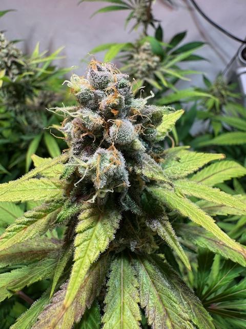 lemon z - cream caramel - kush mints ... Week 14