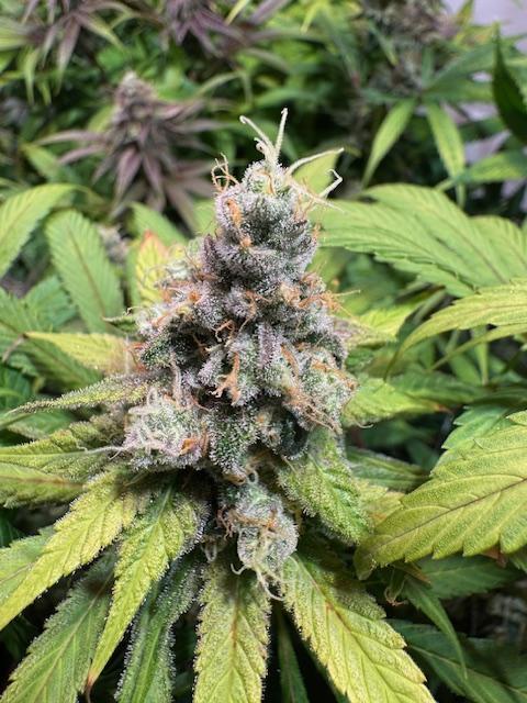 lemon z - cream caramel - kush mints ... Week 14