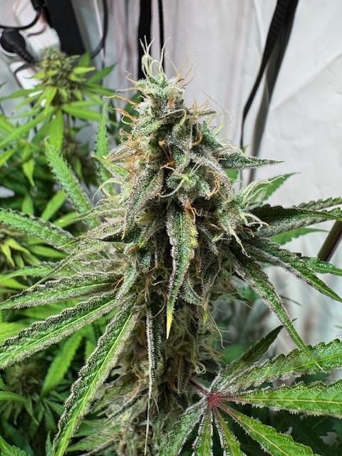 lemon z - cream caramel - kush mints ... Week 14