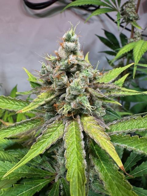 lemon z - cream caramel - kush mints ... Week 14