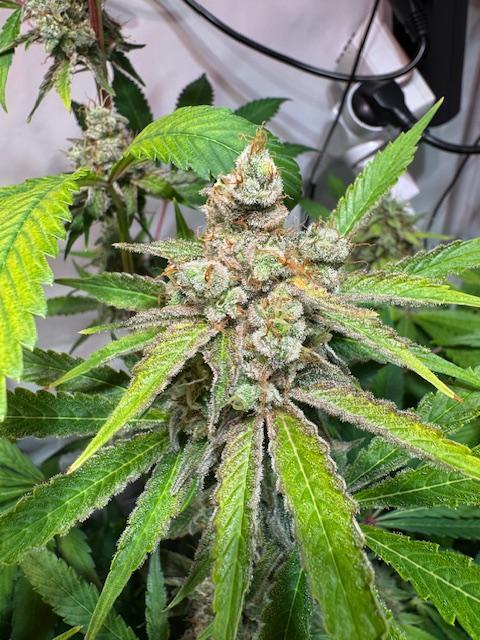lemon z - cream caramel - kush mints ... Week 14