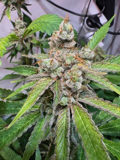 lemon z - cream caramel - kush mints ... Week 14