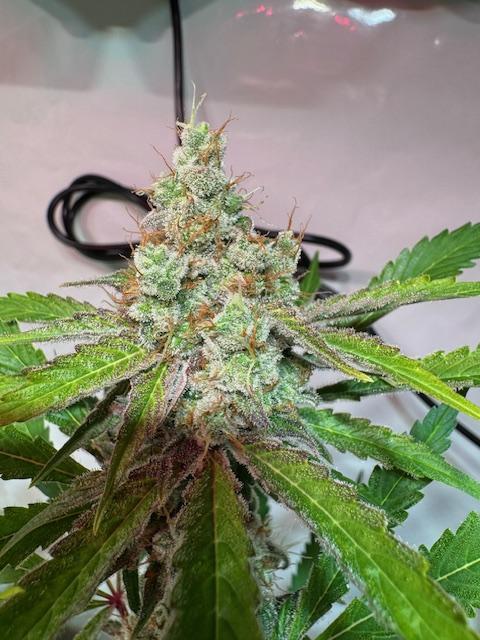lemon z - cream caramel - kush mints ... Week 14