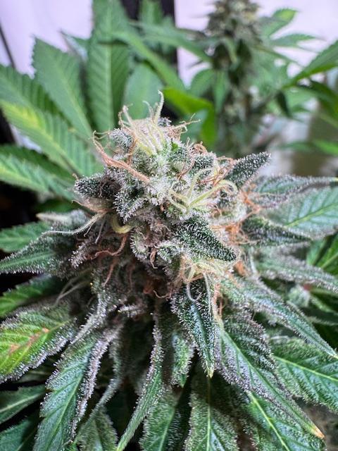 lemon z - cream caramel - kush mints ... Week 14
