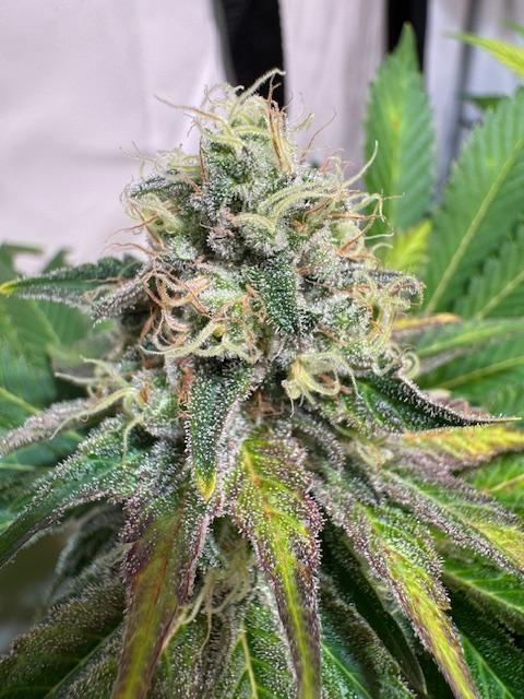 lemon z - cream caramel - kush mints ... Week 14