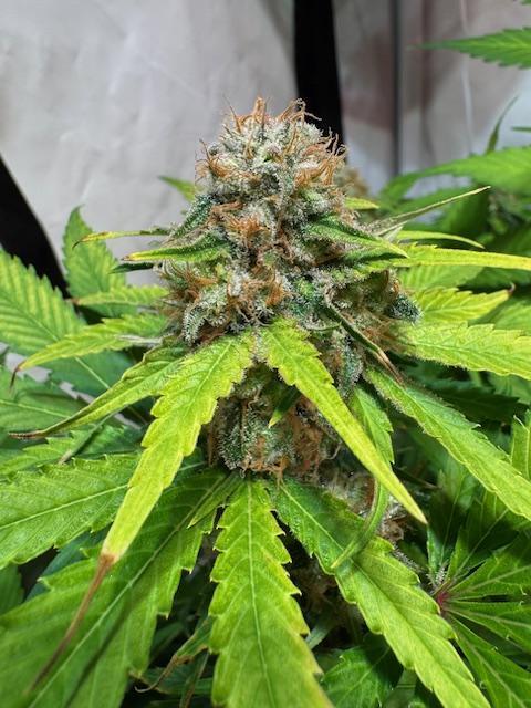 lemon z - cream caramel - kush mints ... Week 14