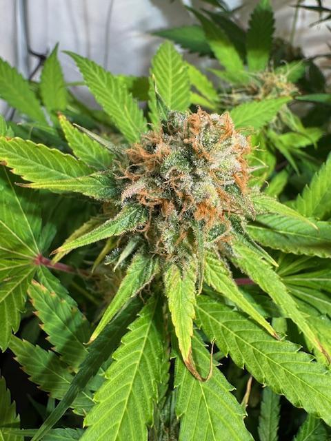 lemon z - cream caramel - kush mints ... Week 14