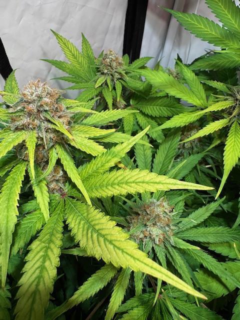 lemon z - cream caramel - kush mints ... Week 14